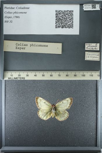 Media type: image;   Entomology 181773